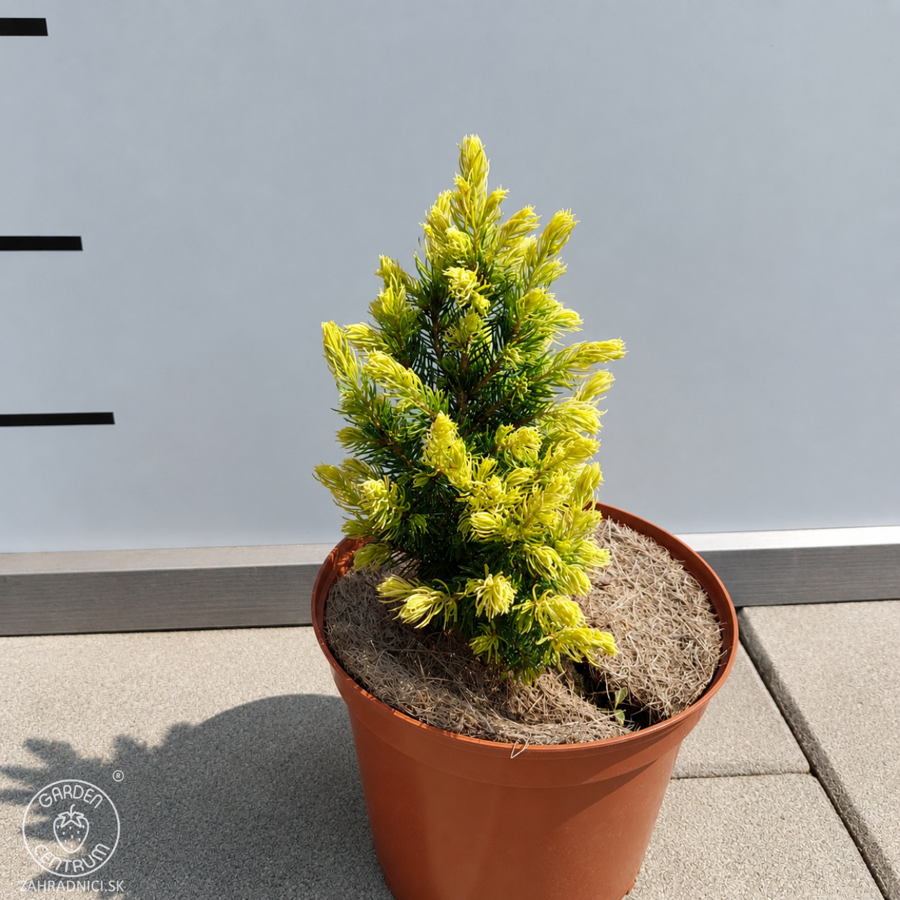 Obrázok Smrek biely (Picea glauca) ´RAINBOW´S END´ – výška 10-20 cm, kont. C2L